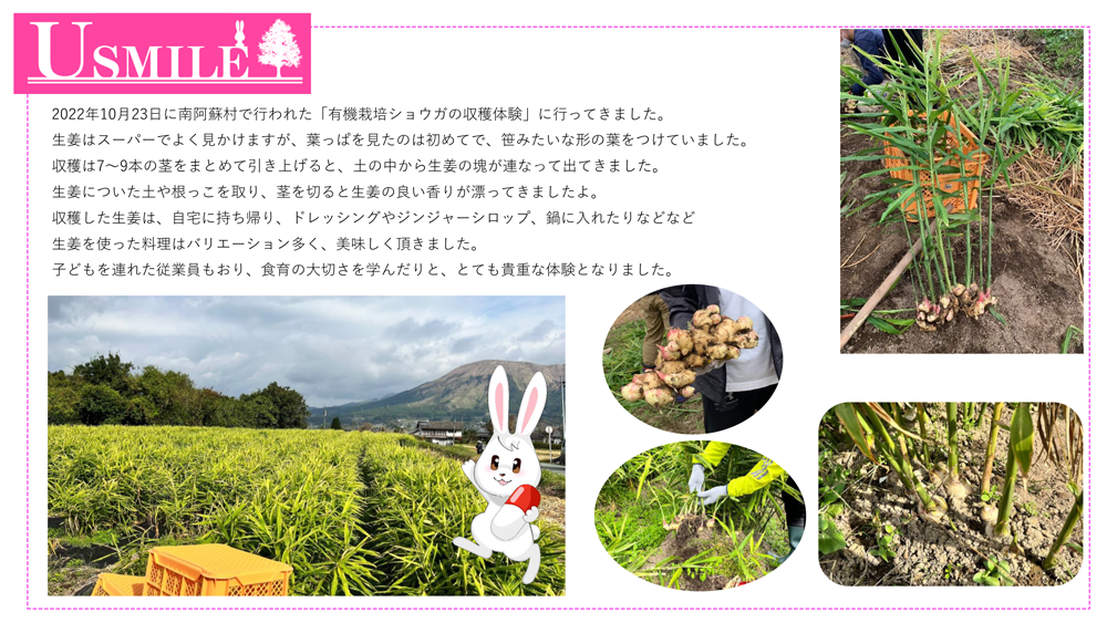 生姜の収穫体験